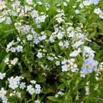 Myosotis palustris - Moeras vergeet-mij-niet - Myosotis palustris