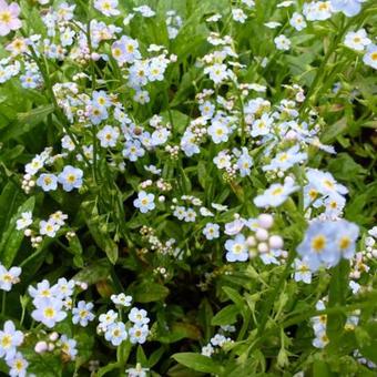 Myosotis palustris