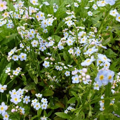 Myosotis palustris - Moeras vergeet-mij-niet