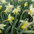 Narcissus 'Pipit'