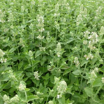 Citroenkattekruid, Wild kattenkruid - Nepeta cataria 'Citriodora'