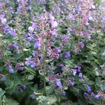 Nepeta faassenii 'Dropmore' - Kattekruid