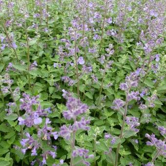 Nepeta faassenii 'Junior Walker'