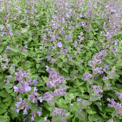 Kattekruid - Nepeta faassenii 'Junior Walker'