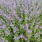 Nepeta faassenii 'Walkers Low' - Kattekruid