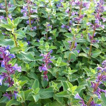 Nepeta grandiflora 'Blue Danube'