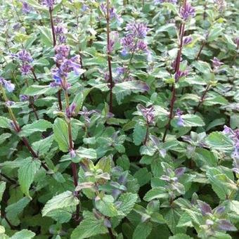 Nepeta grandiflora 'Bramdean'