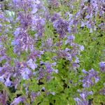 Kattekruid - Nepeta grandiflora 'Pool Bank'