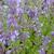 Nepeta grandiflora 'Pool Bank'