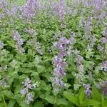 Nepeta grandiflora 'Summer Magic' - Kattekruid