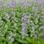 Nepeta grandiflora 'Summer Magic'