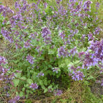 Nepeta grandiflora 'Wild Cat' - Kattekruid