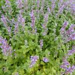 Nepeta grandiflora 'Zinser's Giant' - Kattekruid