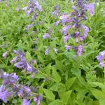 Nepeta 'Weinheim Big Blue' - Kattekruid