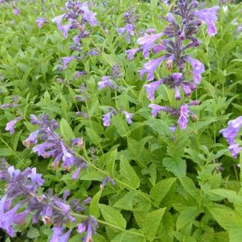 Nepeta 'Weinheim Big Blue'