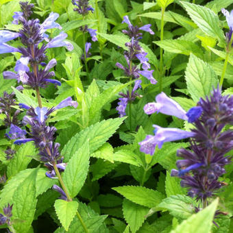 Nepeta manchuriensis 'Manchu Blue'