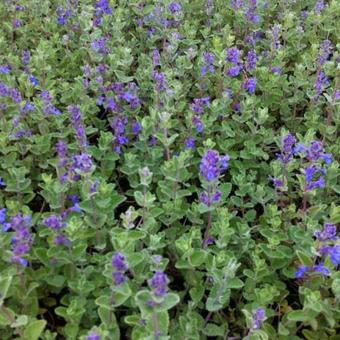 Nepeta racemosa