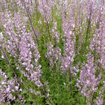 Nepeta nuda 'Purple Cat' - Kattekruid