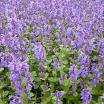 Nepeta racemosa 'Grog' - Kattekruid