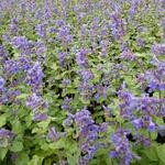 Nepeta racemosa 'Little Titch' - Kattekruid