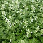 Nepeta racemosa 'Snowflake' - Kattekruid