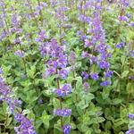 Nepeta racemosa 'Superba' - Kattekruid