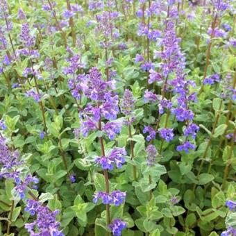 Nepeta racemosa 'Superba'