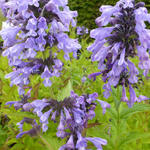 Siberisch kattenkruid - Nepeta sibirica