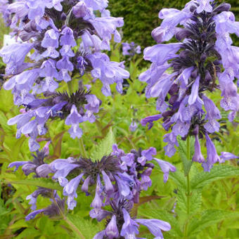 Nepeta sibirica