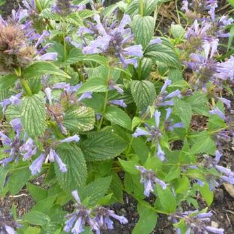 Nepeta subsessilis 'Laufen'