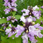 Kattekruid - Nepeta subsessilis 'Sweet Dreams'