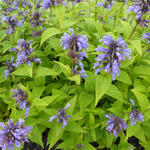 Nepeta subsessilis 'Washfield' - Kattekruid