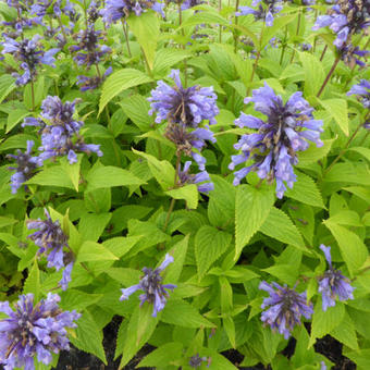 Nepeta subsessilis 'Washfield'