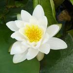 Nymphaea alba  - Waterlelie