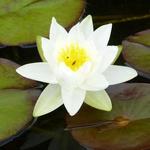 Nymphaea 'Gladstoniana' - Waterlelie