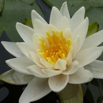 Nymphaea tetragona