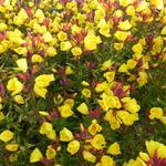 Oenothera fruticosa 'Camel' - Teunisbloem