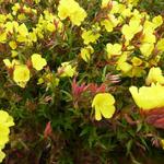 Oenothera fruticosa subsp. glauca 'Erica Robin' - Teunisbloem