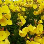 Oenothera fruticosa 'Hohes Licht' - Teunisbloem - Oenothera fruticosa 'Hohes Licht'