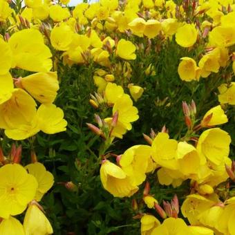 Oenothera fruticosa 'Hohes Licht'