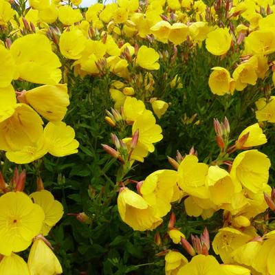 Teunisbloem - Oenothera fruticosa 'Hohes Licht'