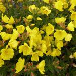 Oenothera fruticosa 'Michelle Ploeger' - Teunisbloem