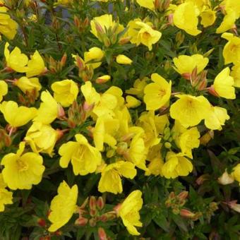 Oenothera fruticosa 'Michelle Ploeger'