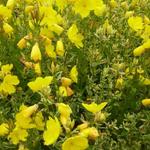 Oenothera fruticosa 'Silberblatt' - Teunisbloem