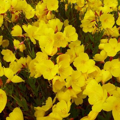 Teunisbloem - Oenothera fruticosa 'Sonnenwende'