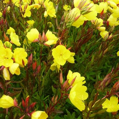 Teunisbloem - Oenothera fruticosa subsp. glauca