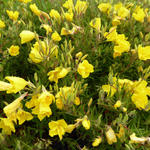 Oenothera fruticosa 'African Sun' - Teunisbloem - Oenothera fruticosa 'African Sun'