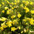 Oenothera fruticosa 'African Sun'