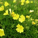 Oenothera 'Cold Crick' - Teunisbloem