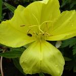 Oenothera macrocarpa - Teunisbloem - Oenothera macrocarpa